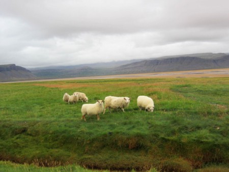 The Icelandic sheep: wild, tough and useful for food and clothing.